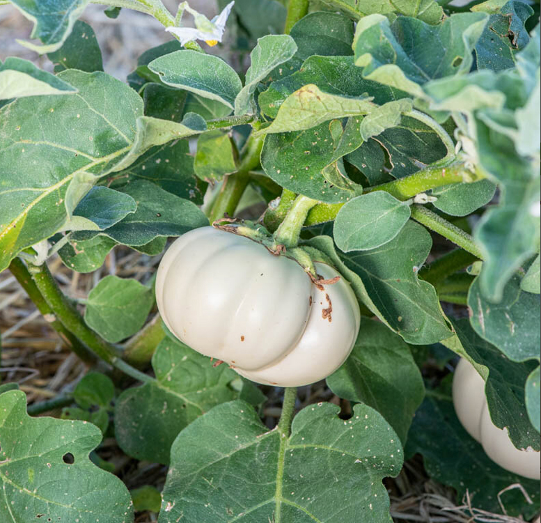 Exotic eggplant "Thai White Ribbed", Белый тайский баклажан